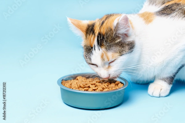 Obraz The Cory cat is appetizing eats from a plate on a blue background