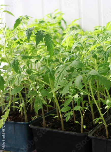 Obraz The tomato seedlings.
