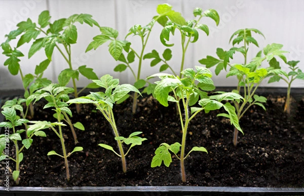 Obraz Tomato seedlings in boxes.