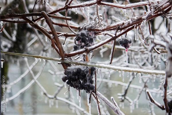 Obraz Tree branches covered with ice and icicles in winter.