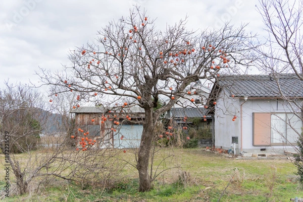 Obraz 熟した実が付いた冬の柿の木