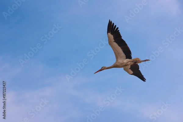 Obraz Cigogne