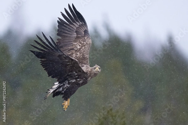 Obraz Sea eagle flight in snowfall