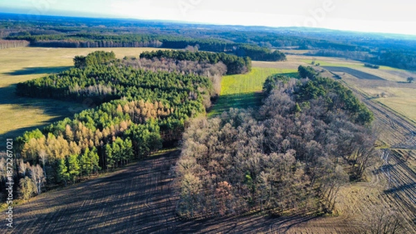 Obraz forest in autumn