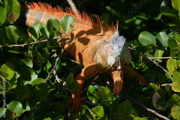 Fototapeta Iguana