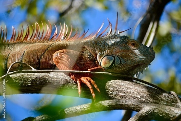 Fototapeta Iguana