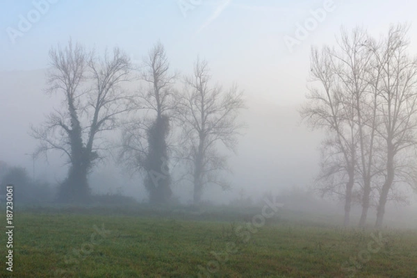 Obraz Trees in the morning fog near Oviedo, Asturias, Spain