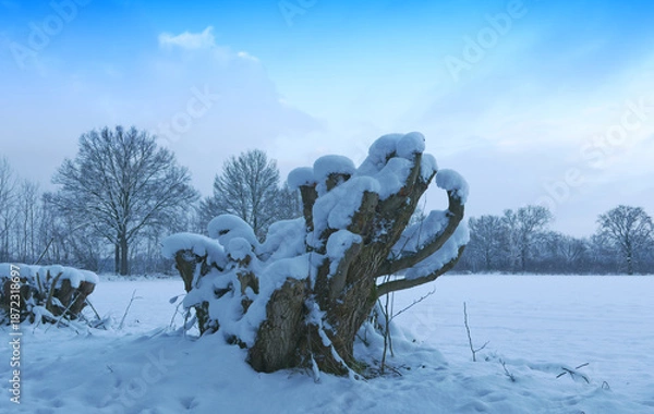 Obraz Baumstumpf im Winter