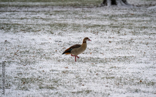 Fototapeta Eine Nilgans geht über eine verschneite Wiese