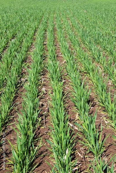 Obraz Winter wheat on a spring field