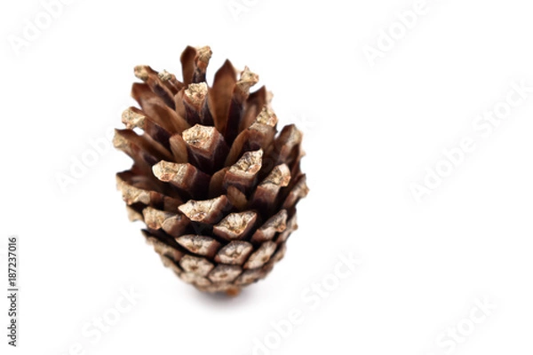 Fototapeta Pine cone isolated on a white backgroud stock photo images. Pinecone on a white backgroud stock images. Cone stock photo