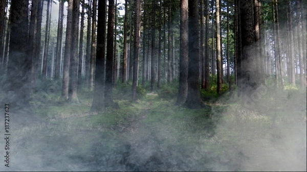Fototapeta Las we mgle