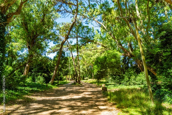 Obraz A path through a forest with trees on either side