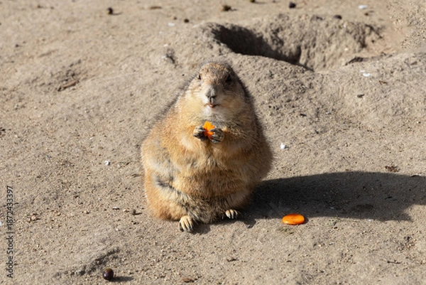 Obraz Perrito de las praderas (Cynomys)