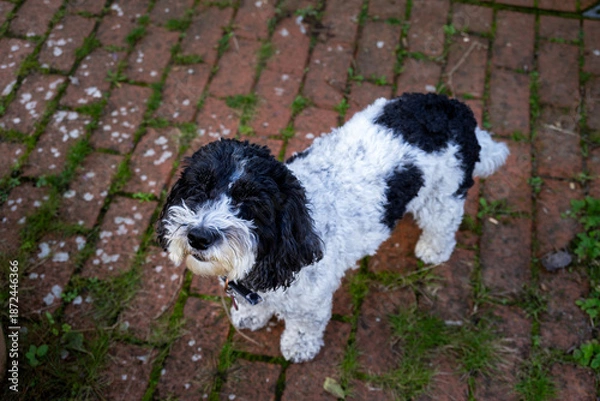 Obraz Cookie the cockapoo on a brick patio