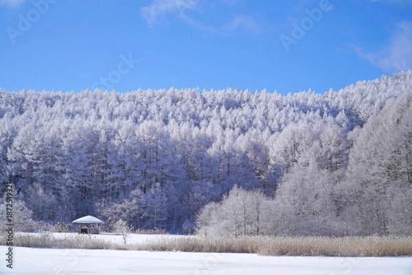 Obraz 聖高原　中牧湖の霧氷