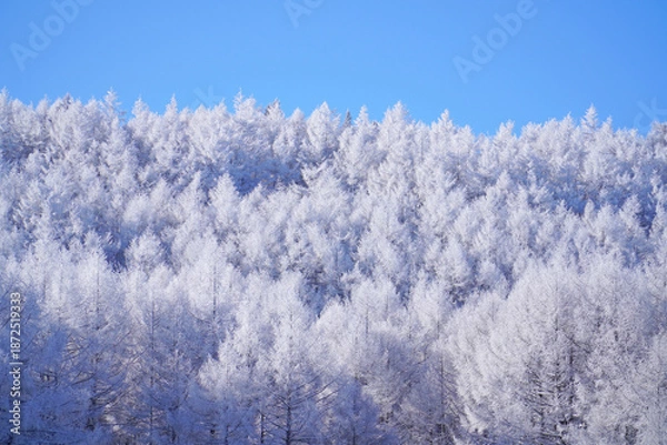 Obraz 聖高原　中牧湖の霧氷