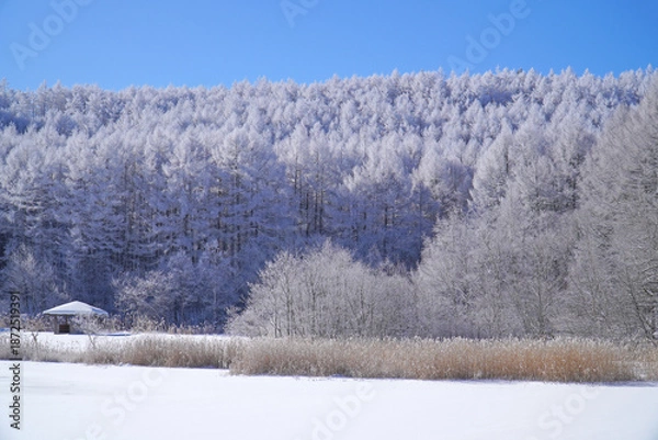 Obraz 聖高原　中牧湖の霧氷