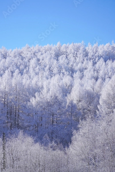 Obraz 聖高原　中牧湖の霧氷