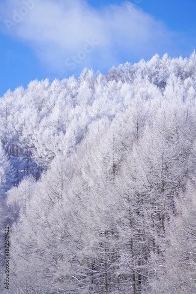 Obraz 聖高原　中牧湖の霧氷