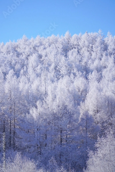 Obraz 聖高原　中牧湖の霧氷