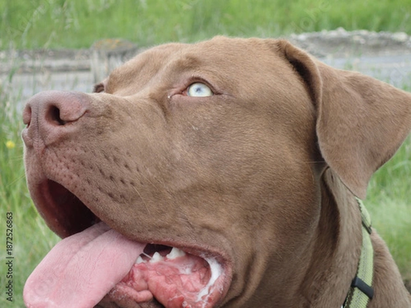 Obraz pit bull portrait