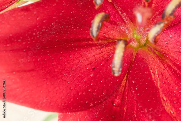 Obraz 百合の赤い花びらをマクロ室内撮影05