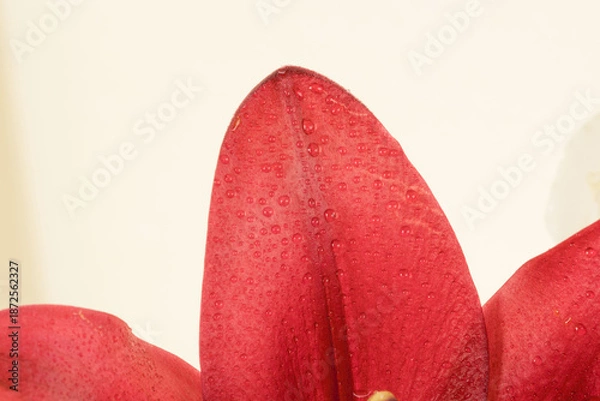 Obraz 百合の赤い花びらをマクロ室内撮影09