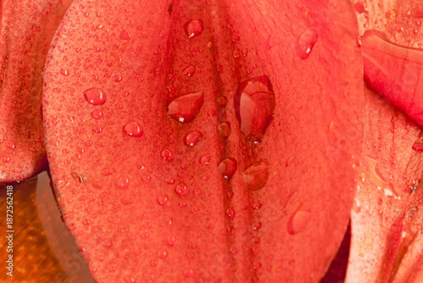 Obraz 水に濡れた百合の赤い花びらをマクロ室内撮影11