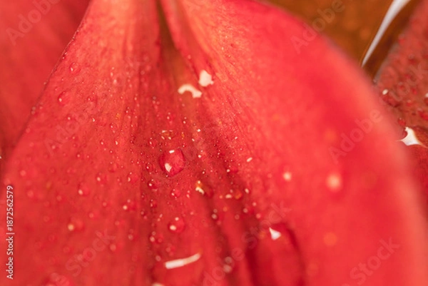 Obraz 水に濡れた百合の赤い花びらをマクロ室内撮影17