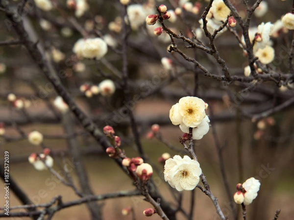 Obraz 1月に美しく咲いた白い梅