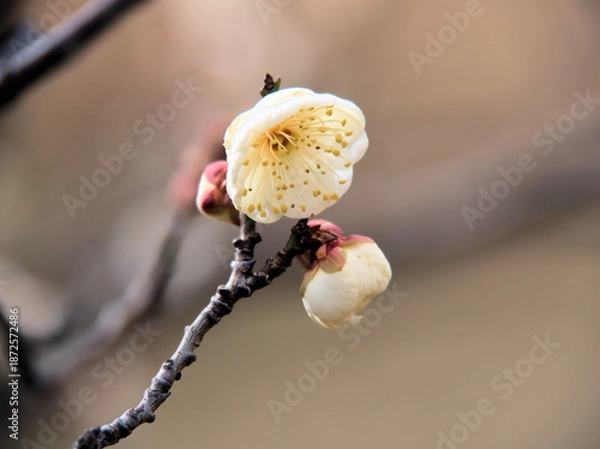 Obraz 1月に美しく咲いた白い梅