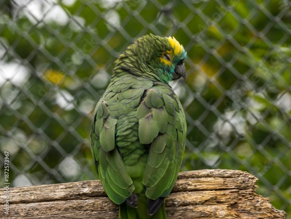Fototapeta Amazone à front bleu