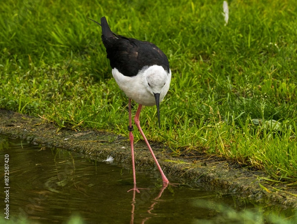 Fototapeta Avocette élégante