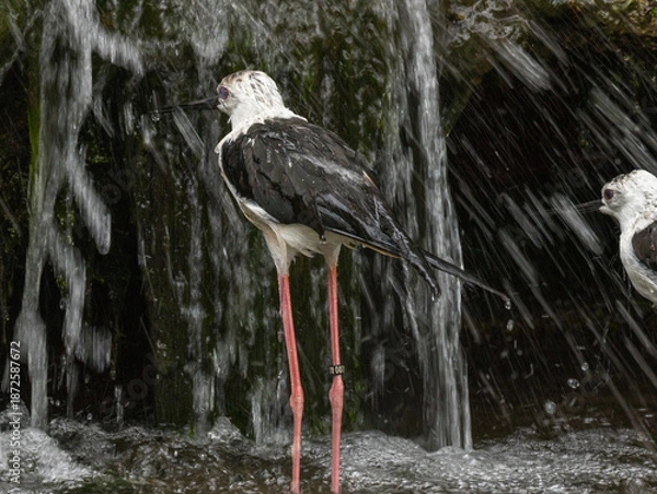 Fototapeta Avocette élégante