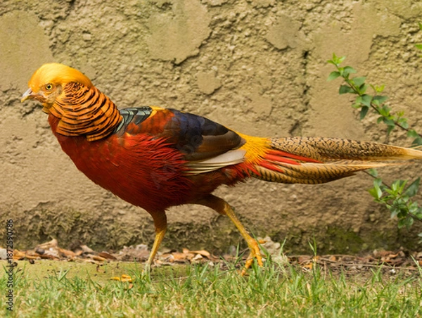 Fototapeta Faisan doré