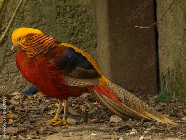 Fototapeta Faisan doré