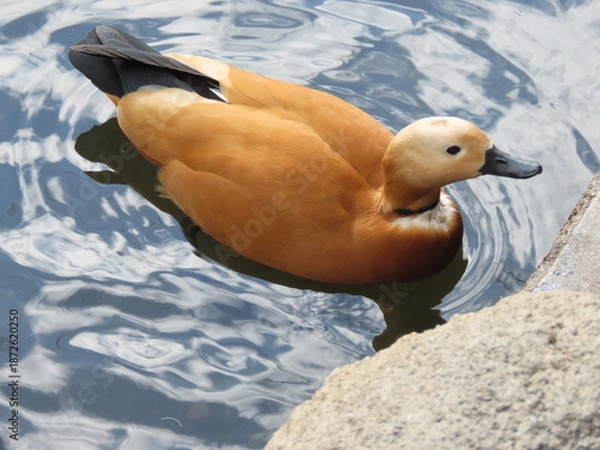 Obraz 池を泳ぐ鳥のアカツクシガモ