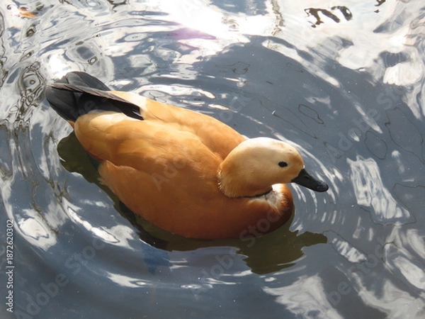 Obraz 池を泳ぐ鳥のアカツクシガモ