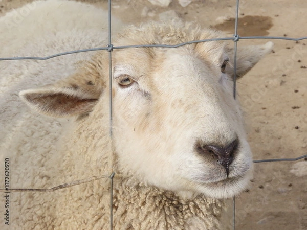 Fototapeta 金属の網目から顔を出す羊
