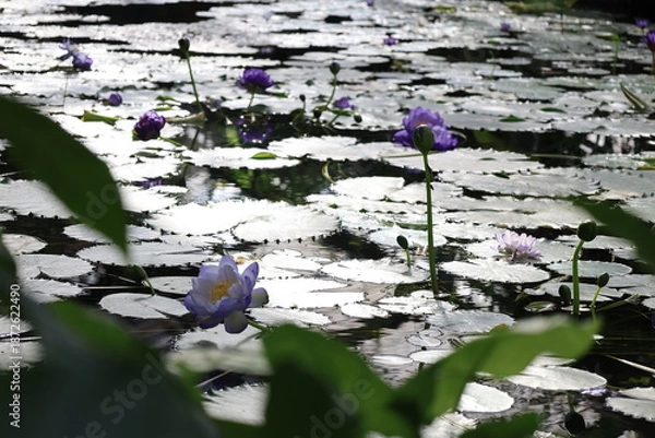 Fototapeta 水面に浮かぶ紫色のスイレンの花