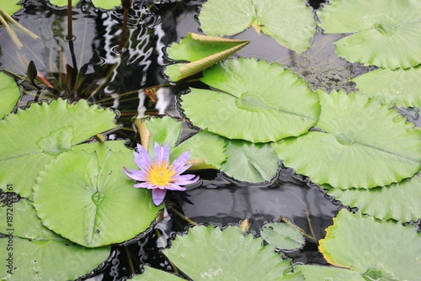 Fototapeta 水面に浮かぶ紫色のスイレンの花