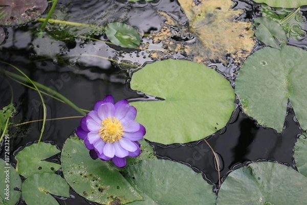 Fototapeta 水面に浮かぶ紫色のスイレンの花