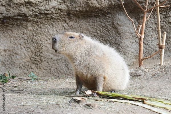 Fototapeta 飼育されたカピバラのアップ