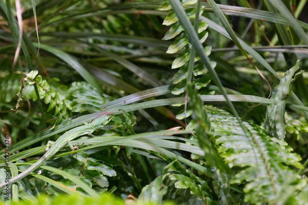 Fototapeta 草が生い茂った場所で暮らす一匹の緑色のミヤコカナヘビ