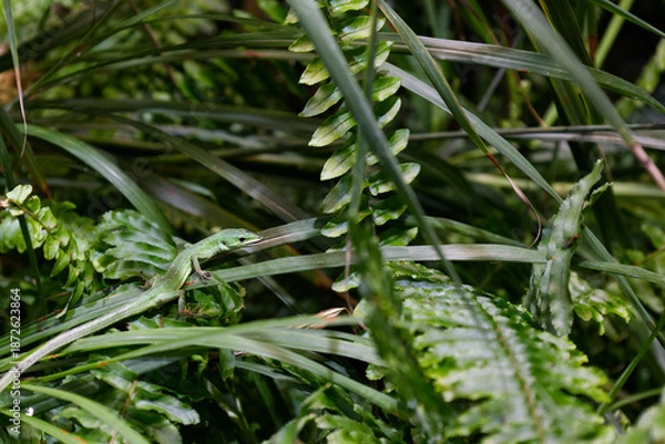 Obraz 草が生い茂った場所で暮らす一匹の緑色のミヤコカナヘビ