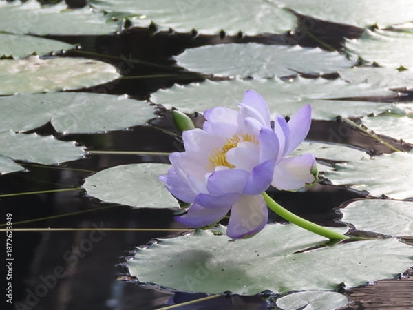 Fototapeta 水面に浮かぶ紫色のスイレンの花