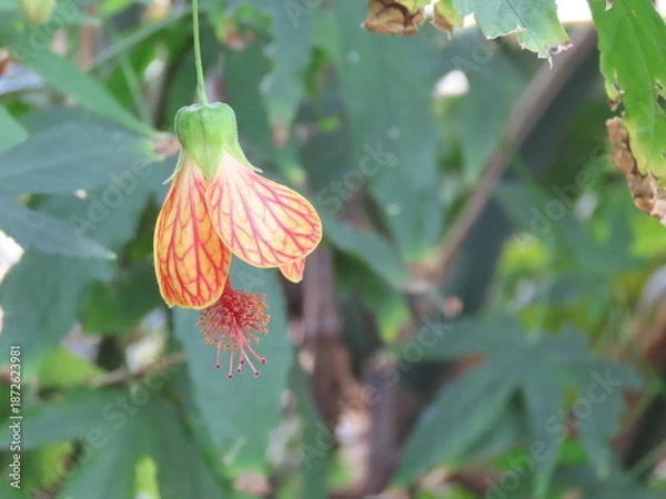 Fototapeta 開花したオレンジ色のショウジョウカの花