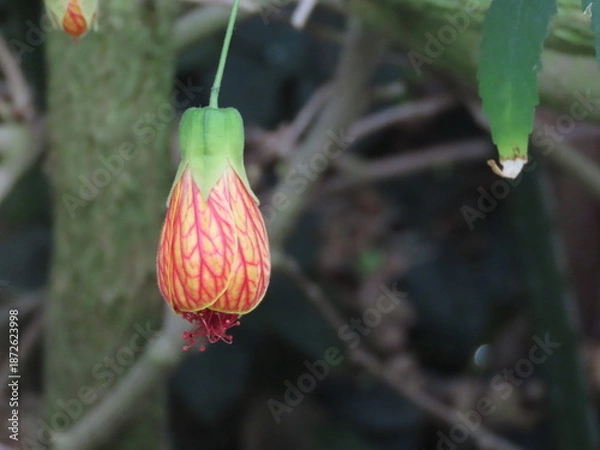 Obraz 開花したオレンジ色のショウジョウカの花