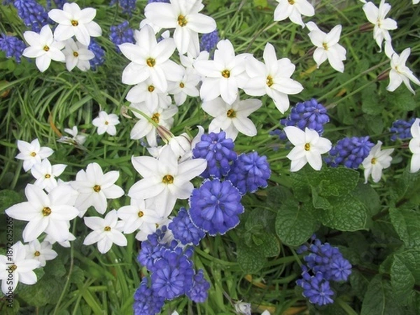 Obraz ハナニラとムスカリの花